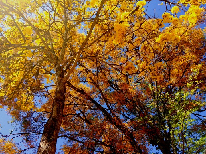 Ipê Amarelo