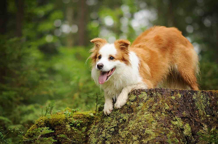 dog