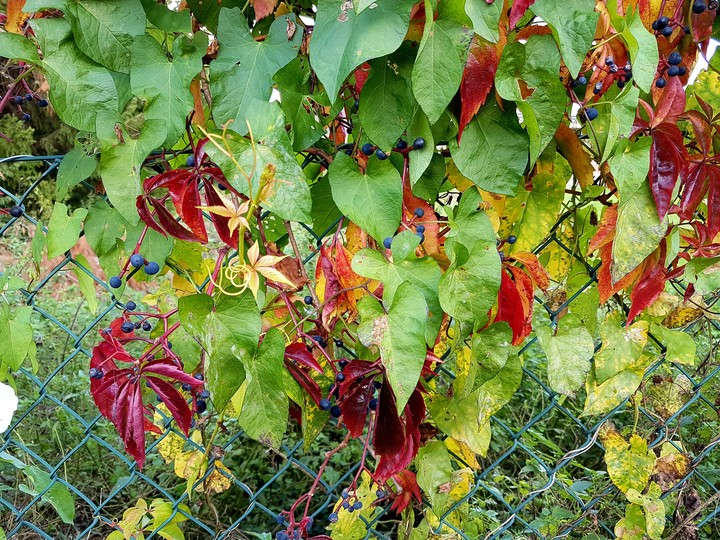 Autumn