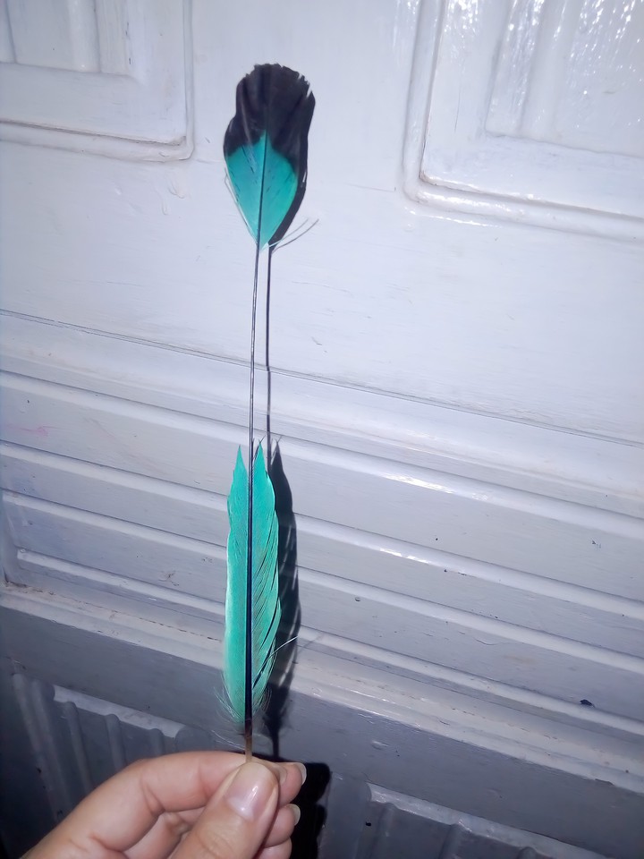 pluma de guardabarranco