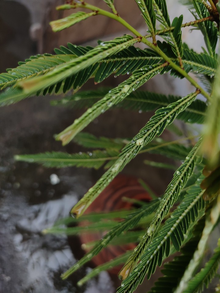 raindrops