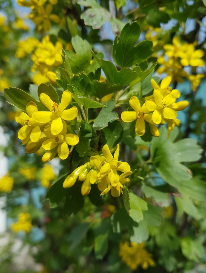 Blackberry blossom