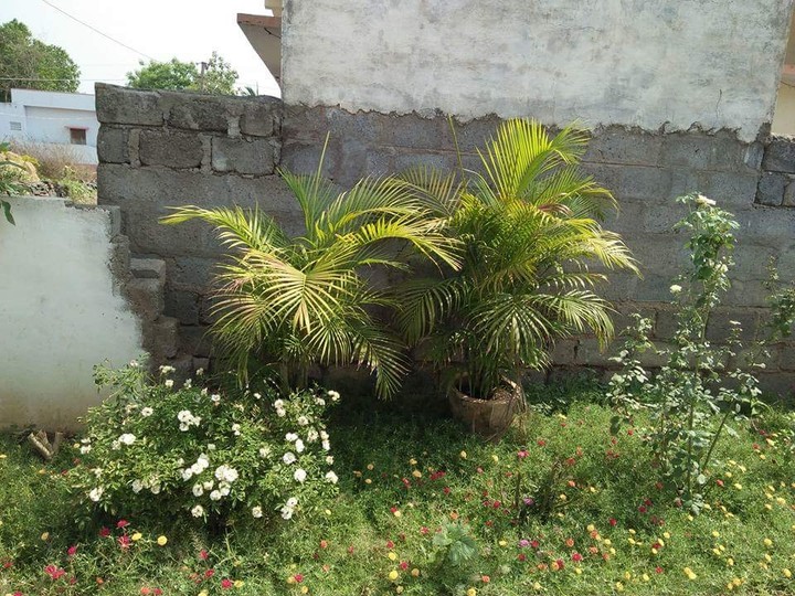 greeny garden