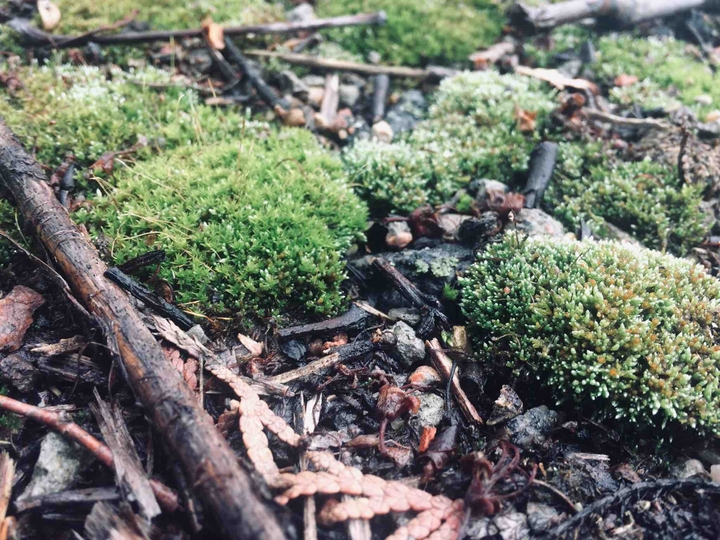 Tiny forest
