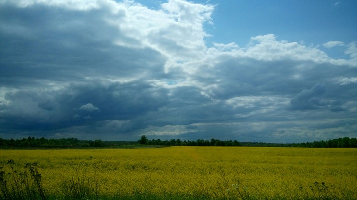 Yellow Field