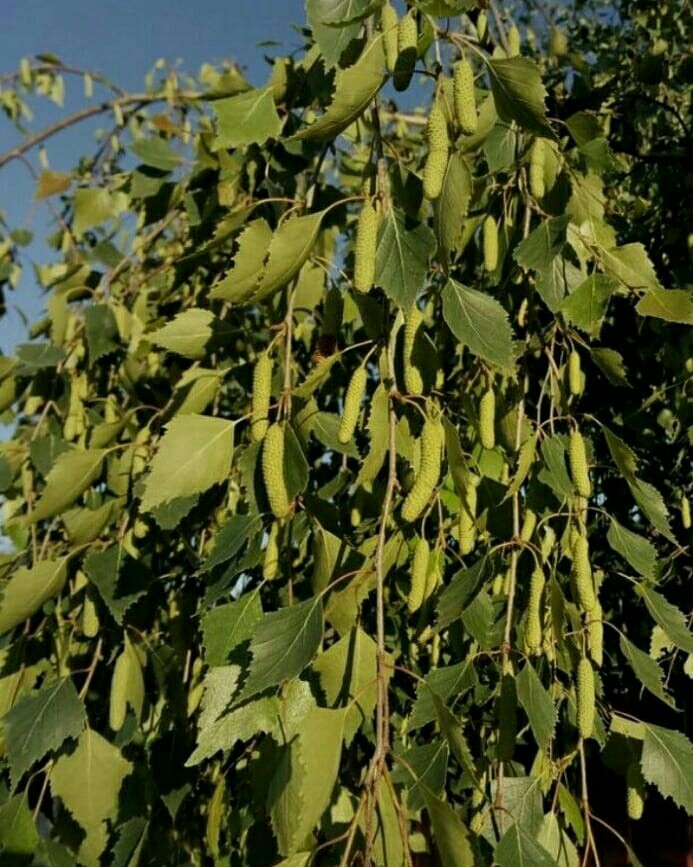 Birch tree