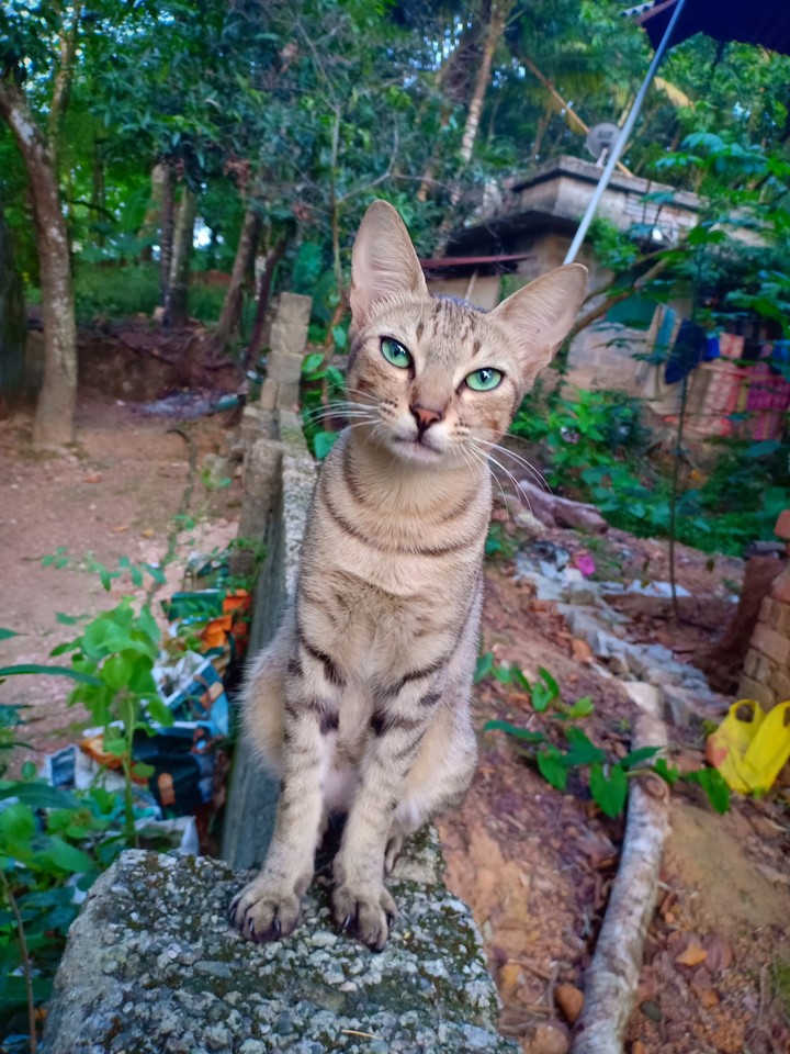 cat