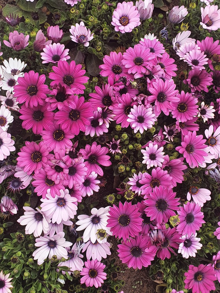 연보라색