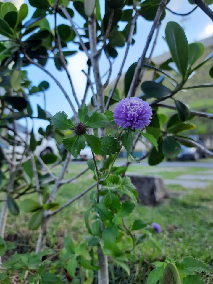 Purple Flower