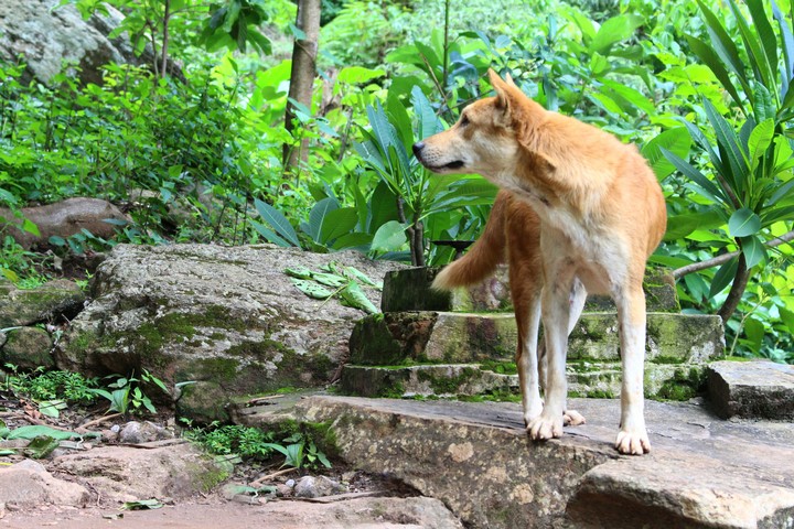 nature #dog #forest