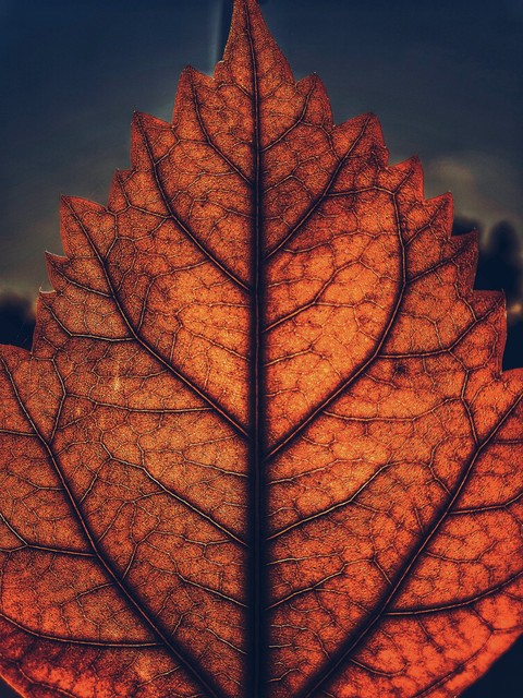leaf on sunset