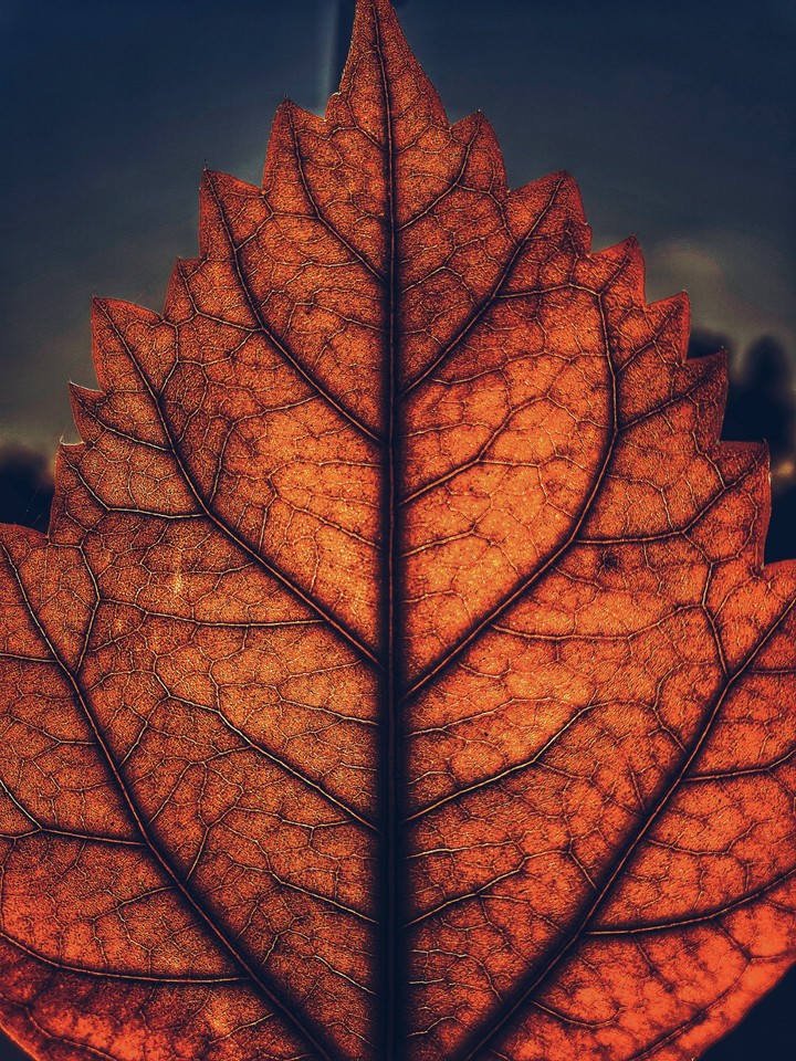 leaf on sunset