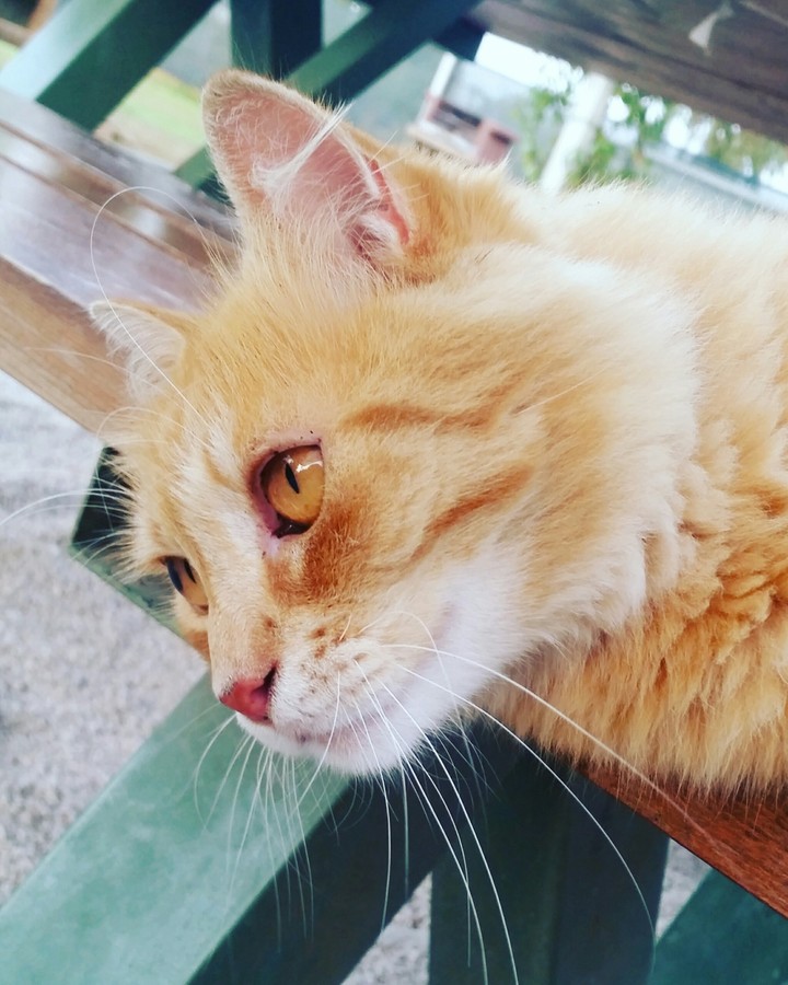 The eyes.