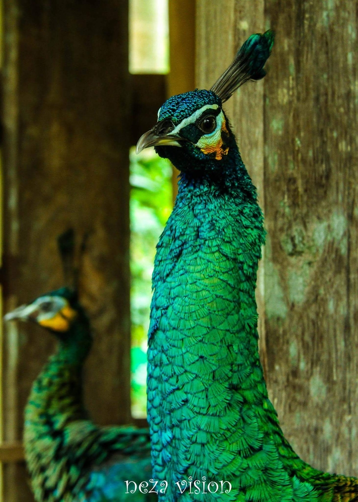 peacock