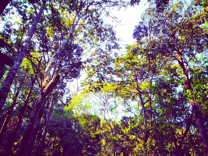 Jungle
