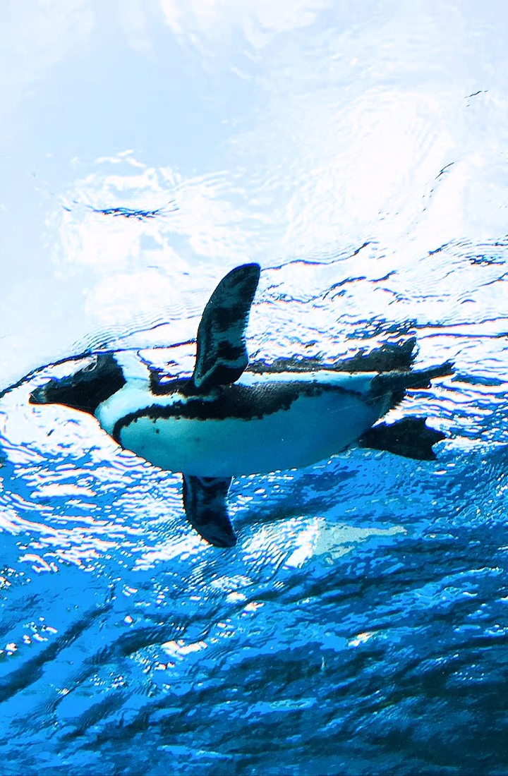 penguin