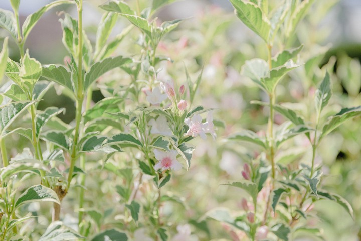 Flower Blooms in Spring :)