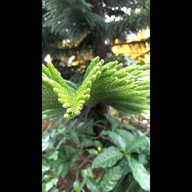 GoGreen
