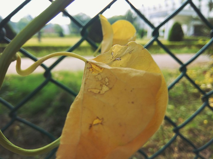 its yellow nature