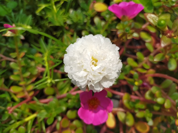 flower