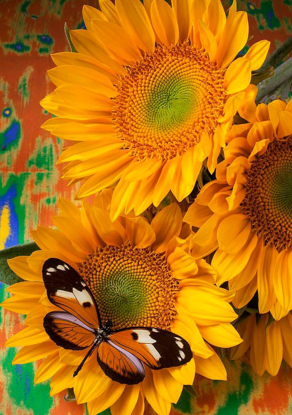 Butterfly and Sunflowers