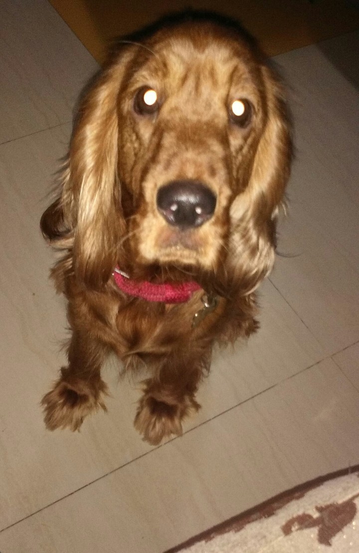 Bella