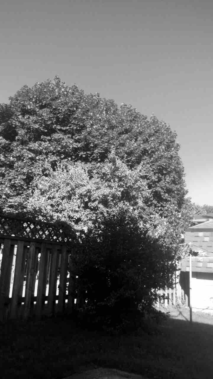 Blqck and white