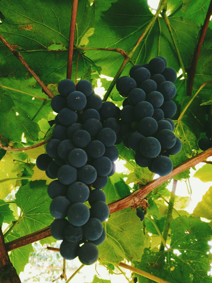 grape