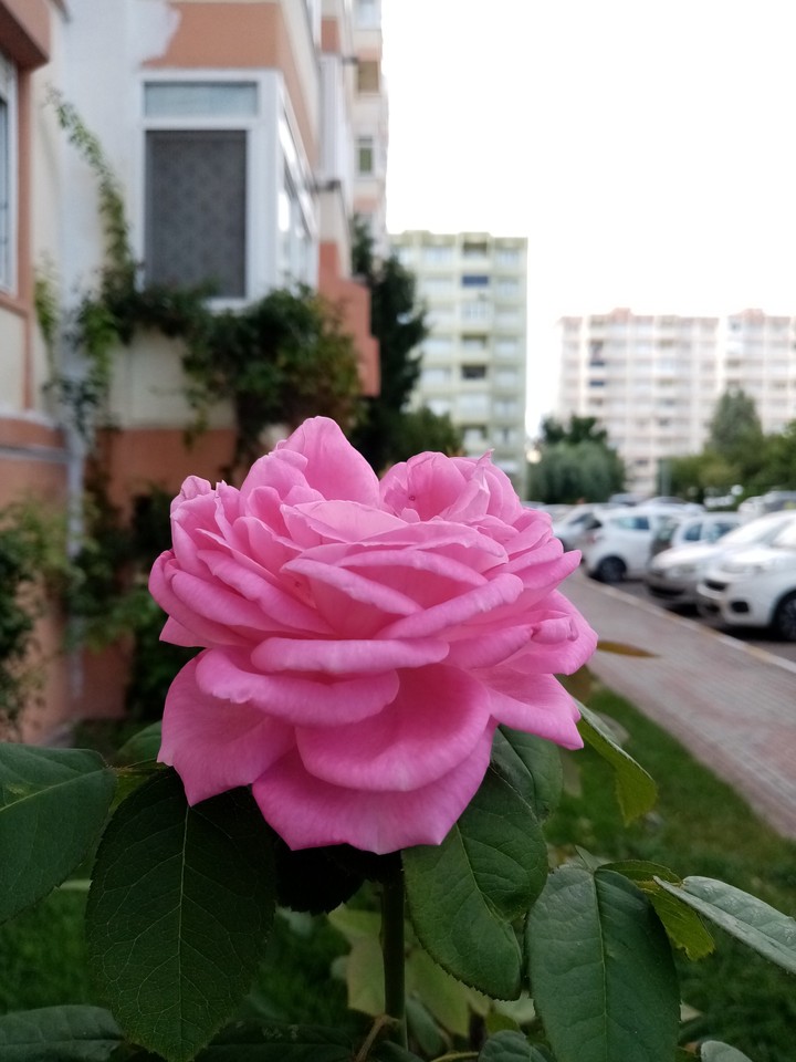 Bahçedeki gül