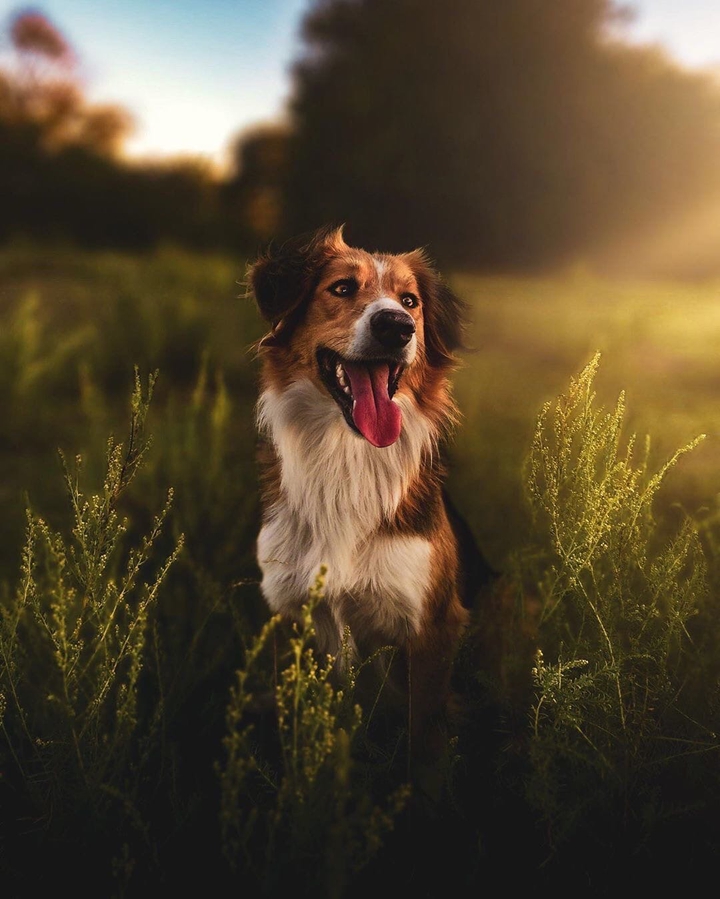 dog