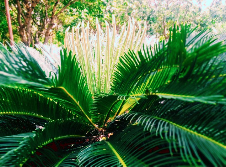 Sunshine and plant
