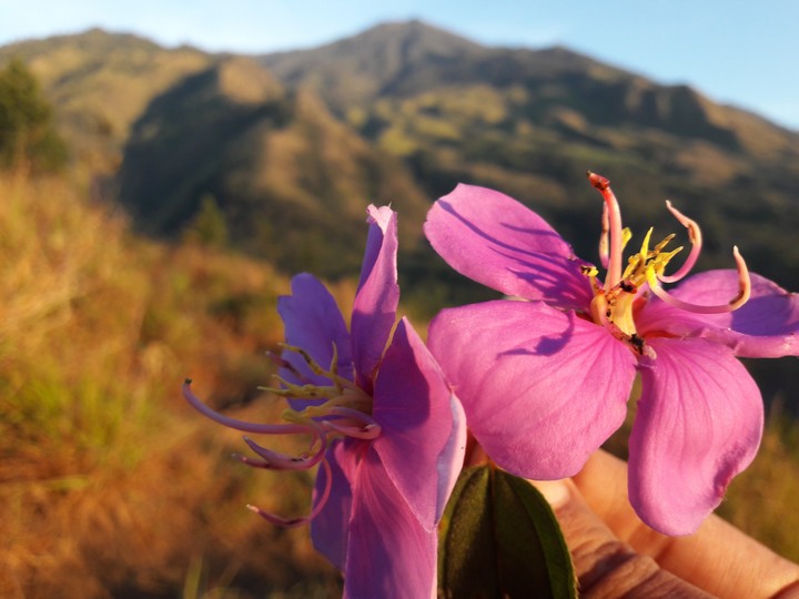 Flower Mountain Arjuna