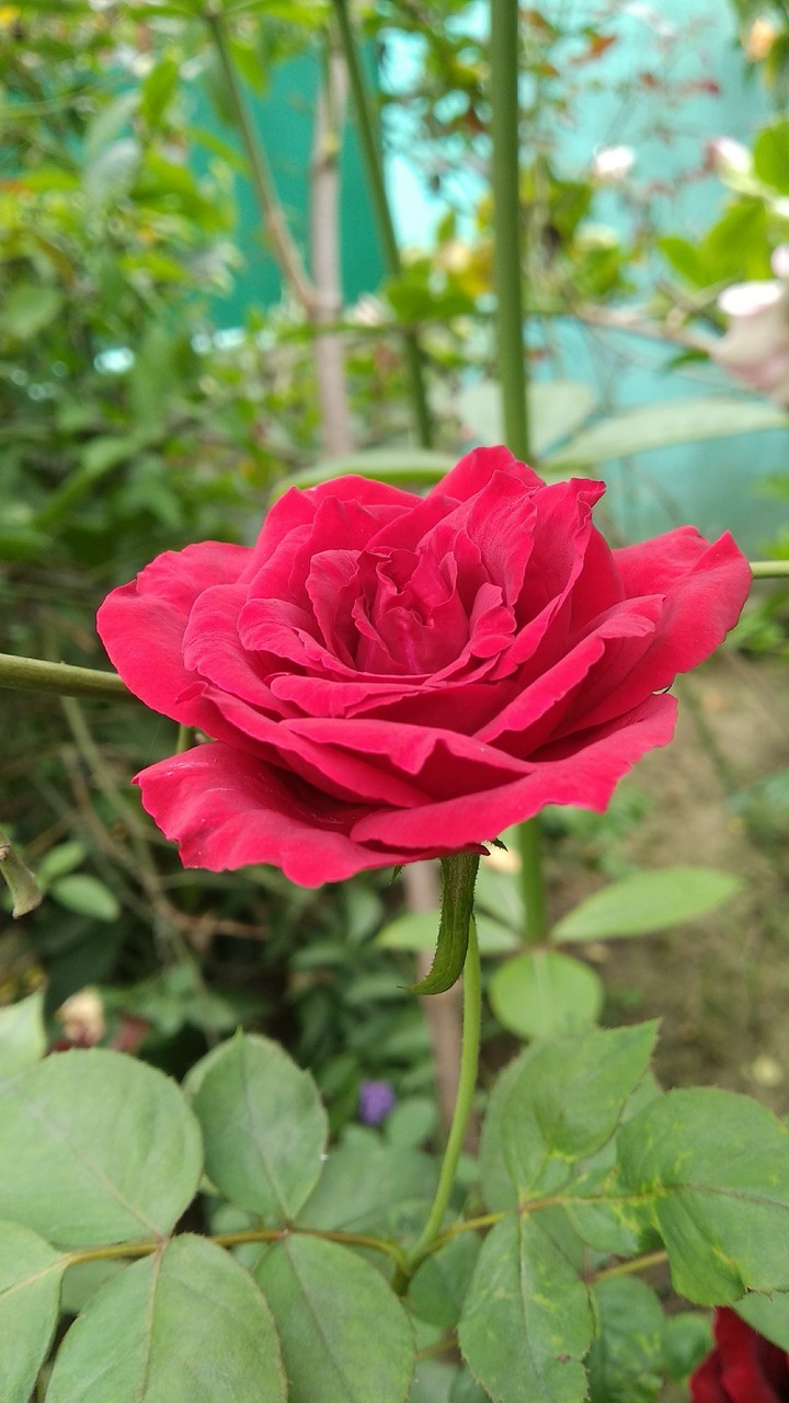 sign of beauty