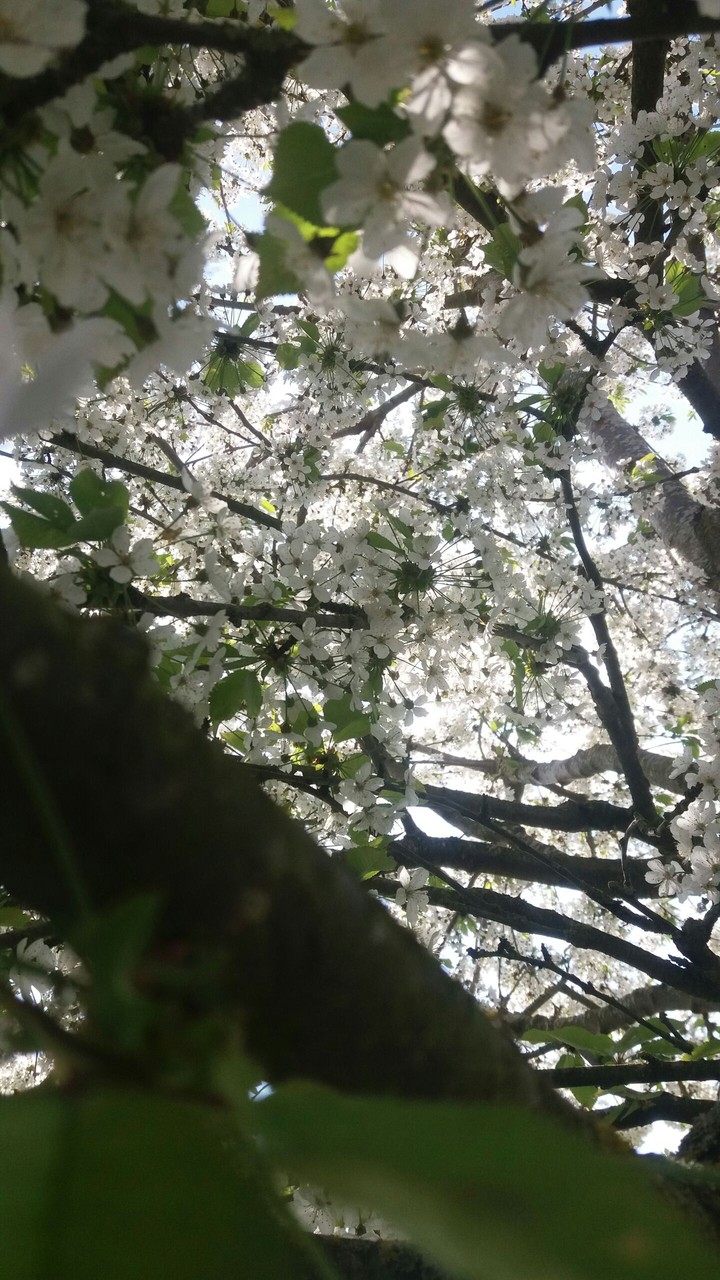 cherry tree in white
