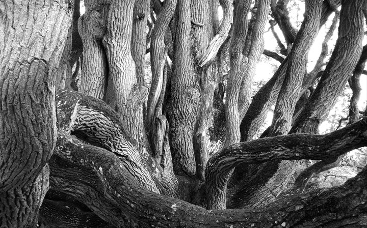 Alter Baum