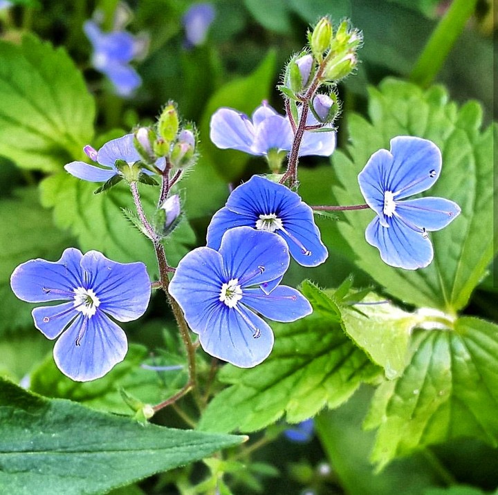 veronica