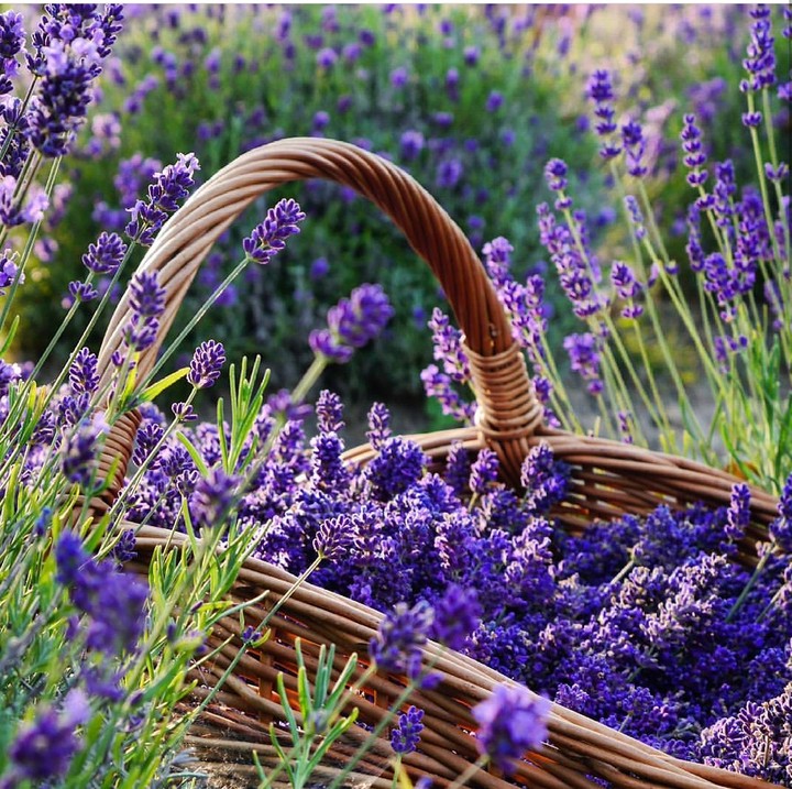 lavender