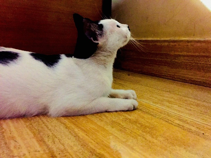 Cat♥️