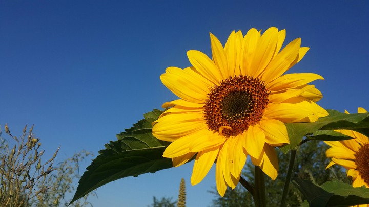 sunflower