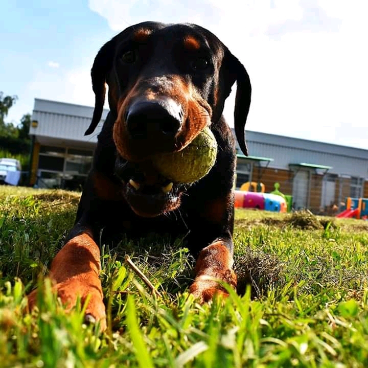 dog