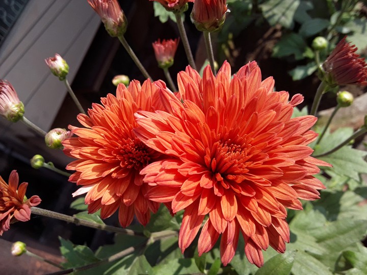 Beautiful Flower