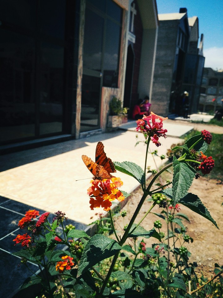 mariposa