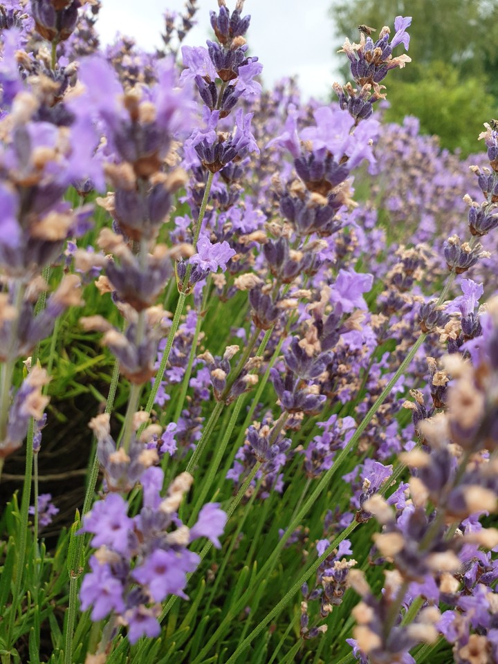lovely lavender
