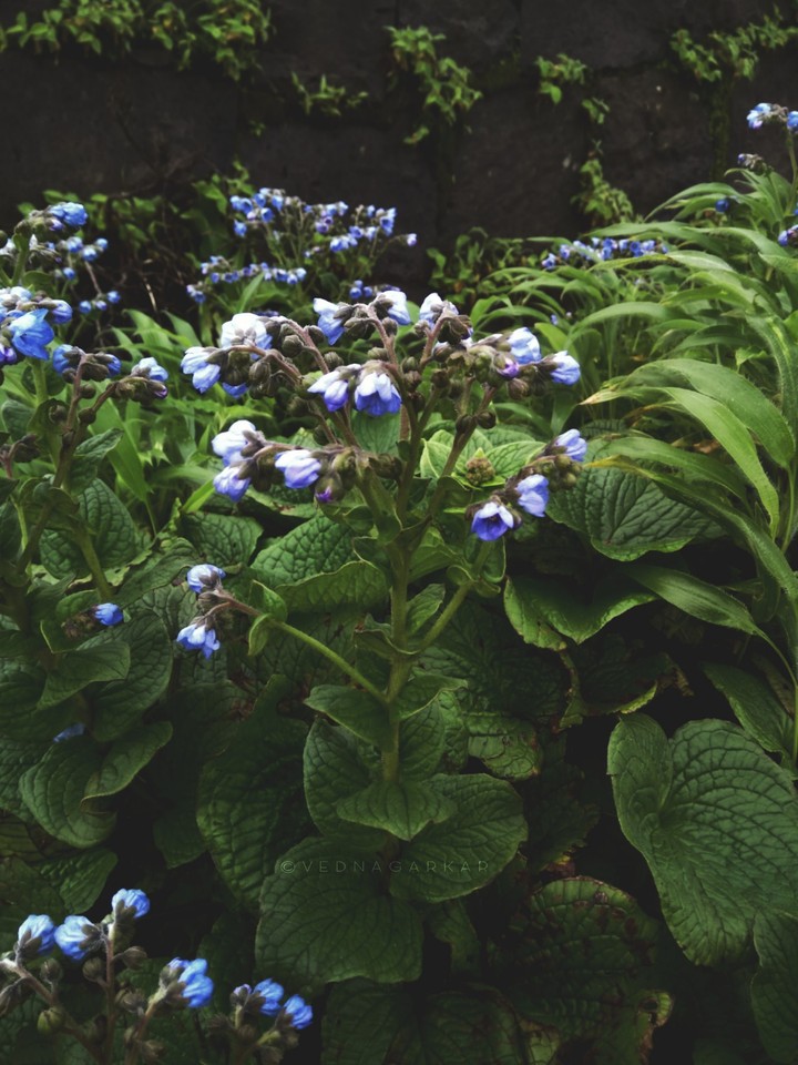 Coherence of Nature and Love