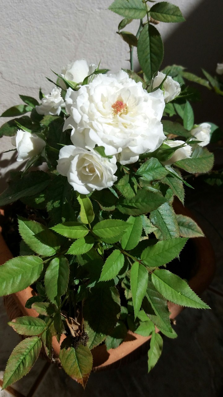 Rosa branca