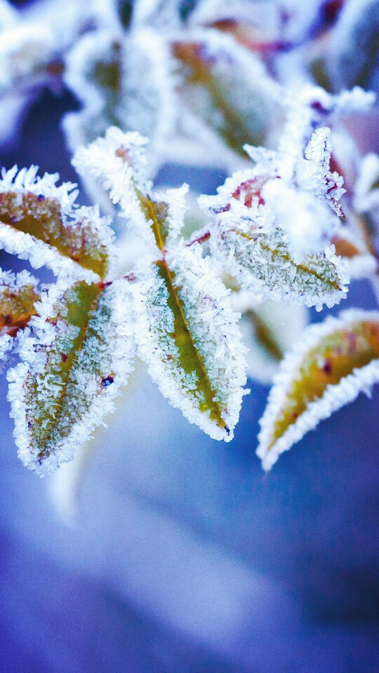 ice