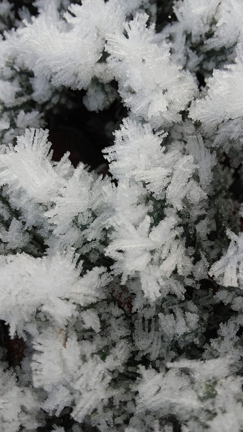 Frosty