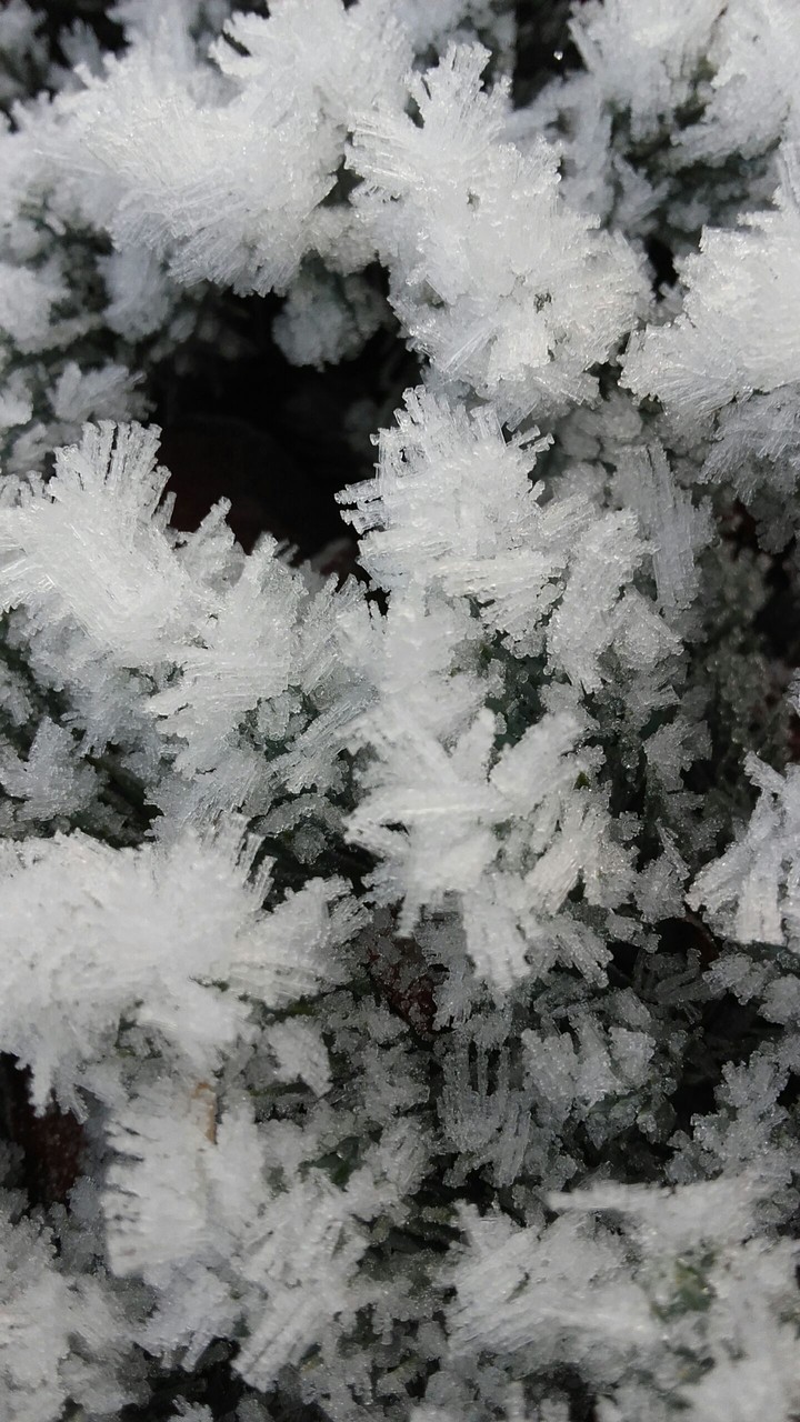 Frosty