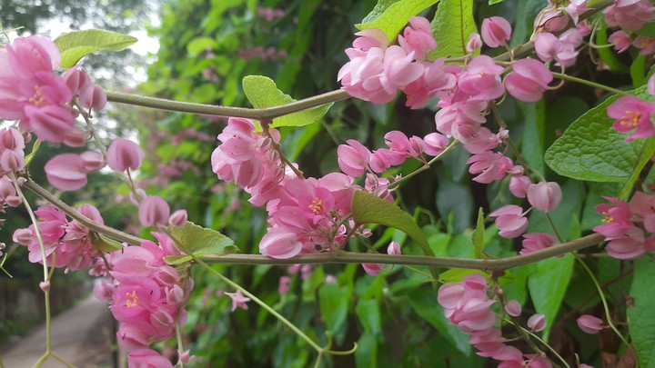 flower
