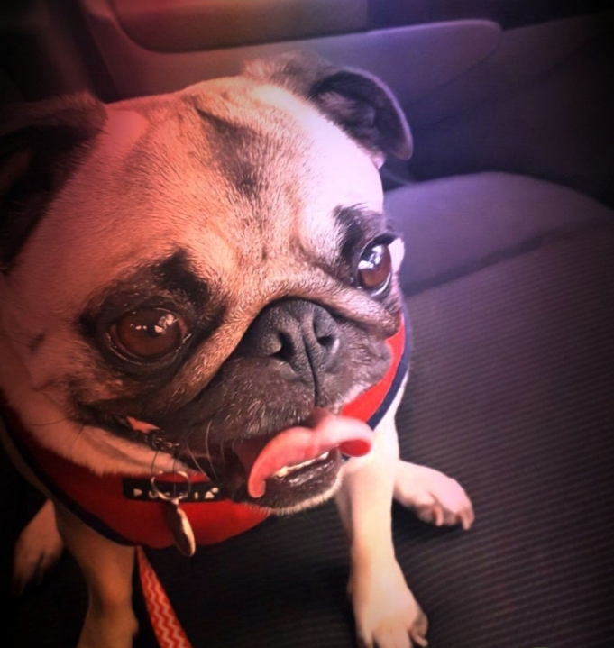 puggy